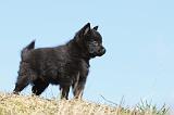 SCHIPPERKE 343